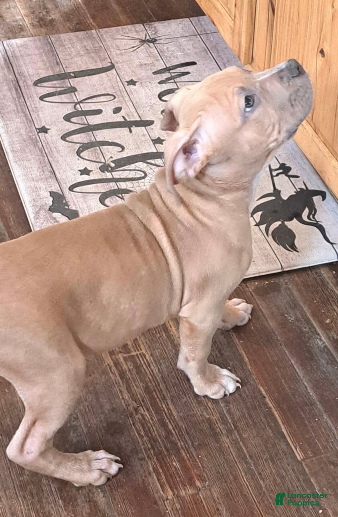 American Bully dogs for sale: American Bully Puppy 1 - Ad 3