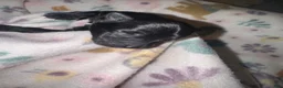 Chihuahua dogs for sale: Chihuahua 1 - Ad 7