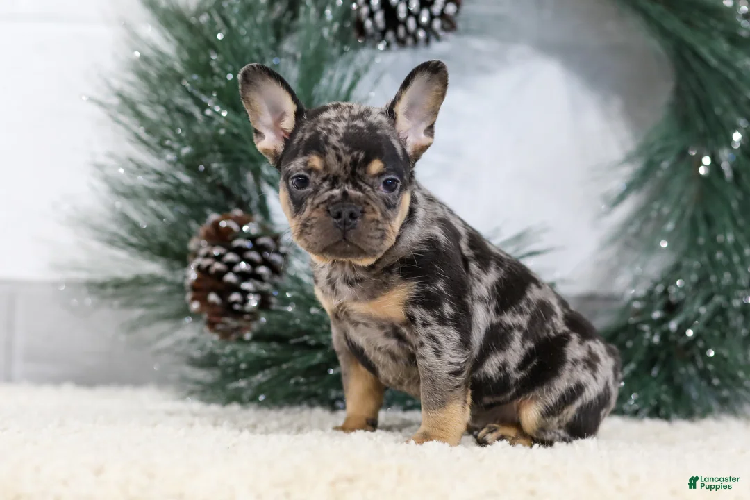 French Bulldog dogs for sale: Ford - Ad 3