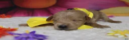 Schnoodle dogs for sale: Pinot - Ad 6