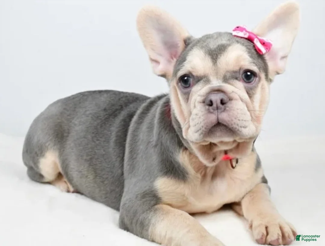 French Bulldog dogs for sale: French Bulldog Puppy 2 - Ad 2