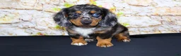 Miniature Dachshund dogs for sale: Avery - Ad 21