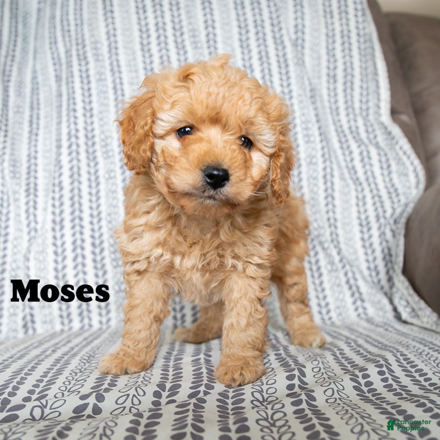 Cockapoo dogs Moses - Ad 2