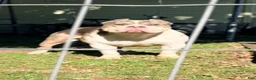 American Bully dogs for sale: American Bully 1 - Ad 1