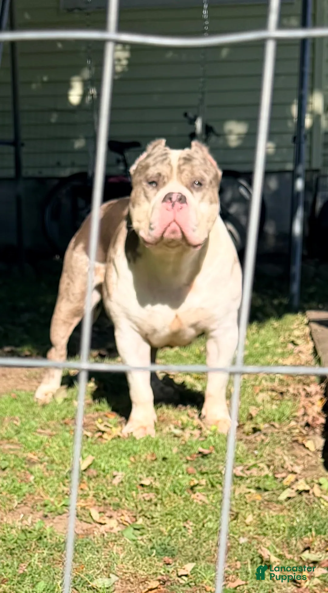American Bully dogs for sale: American Bully 1 - Ad 1