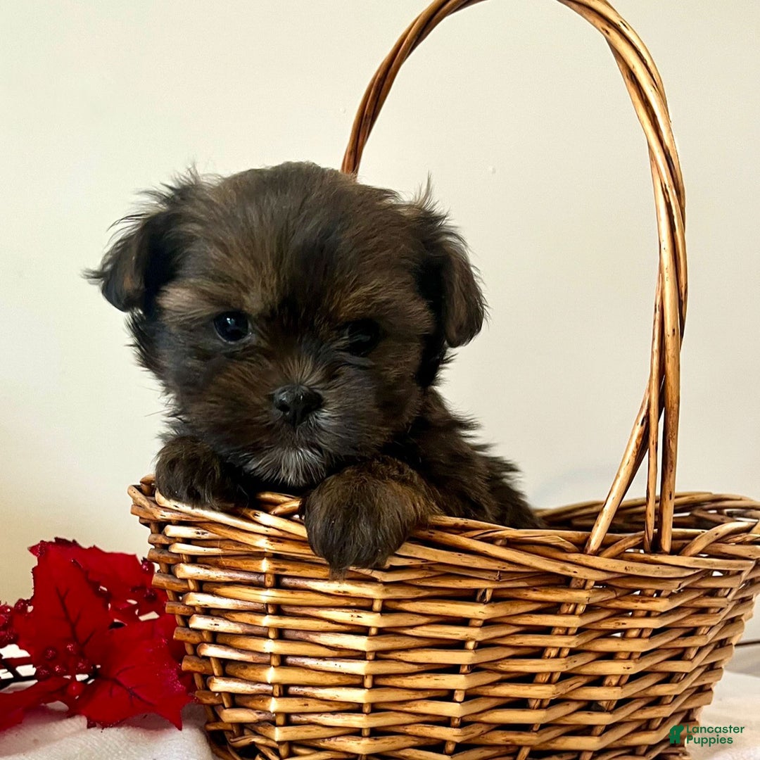 Shorkie dogs for sale: Herbie - Ad 1