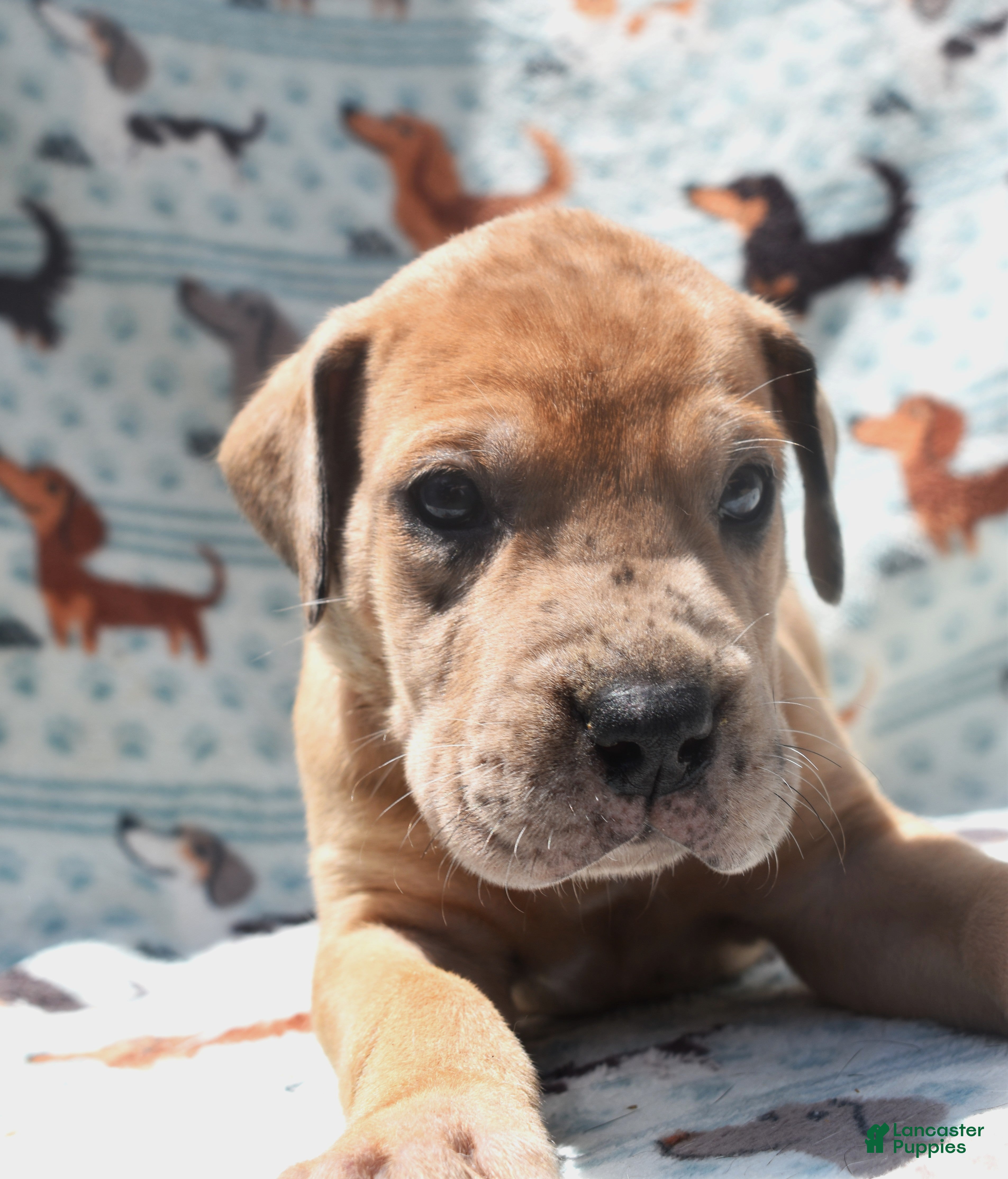 Great Dane dogs Great Dane - Green Collar - Fawn Merle (Scooby Doo) - Ad 2