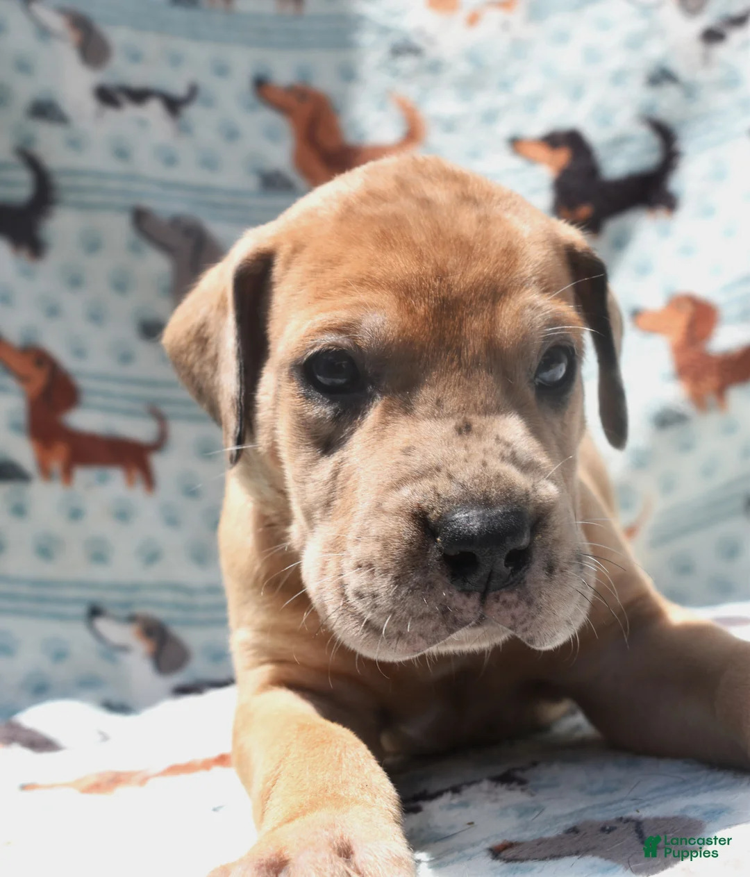Great Dane dogs for sale: Great Dane - Green Collar - Fawn Merle (Scooby Doo) - Ad 2