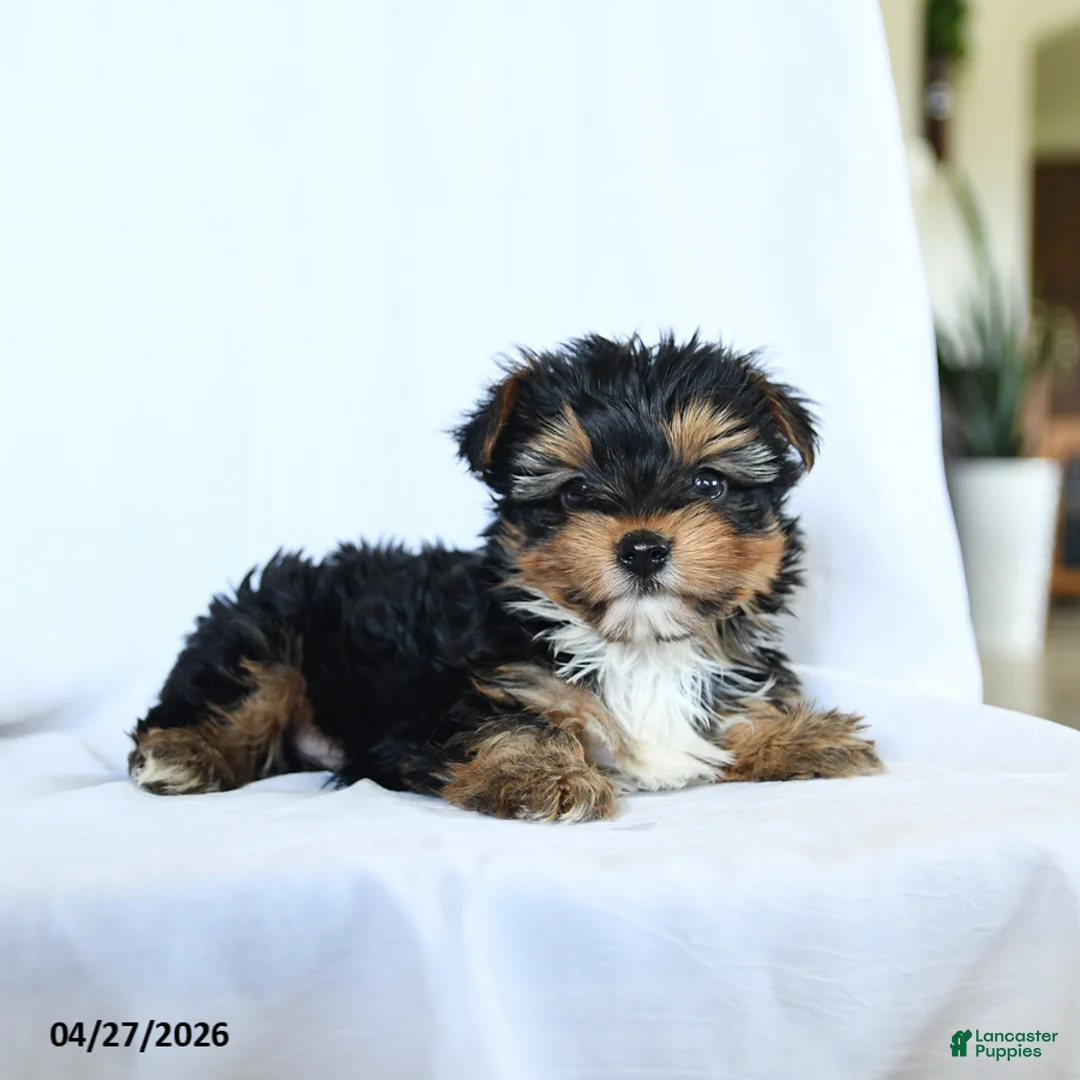 Yorkshire Terrier dogs for sale: Lake  - Ad 1
