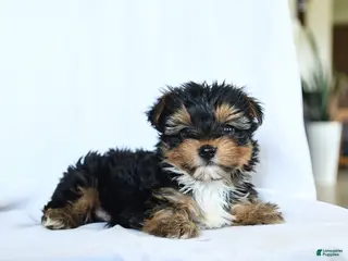 Yorkshire Terrier dogs for sale: Lake - Ad 2
