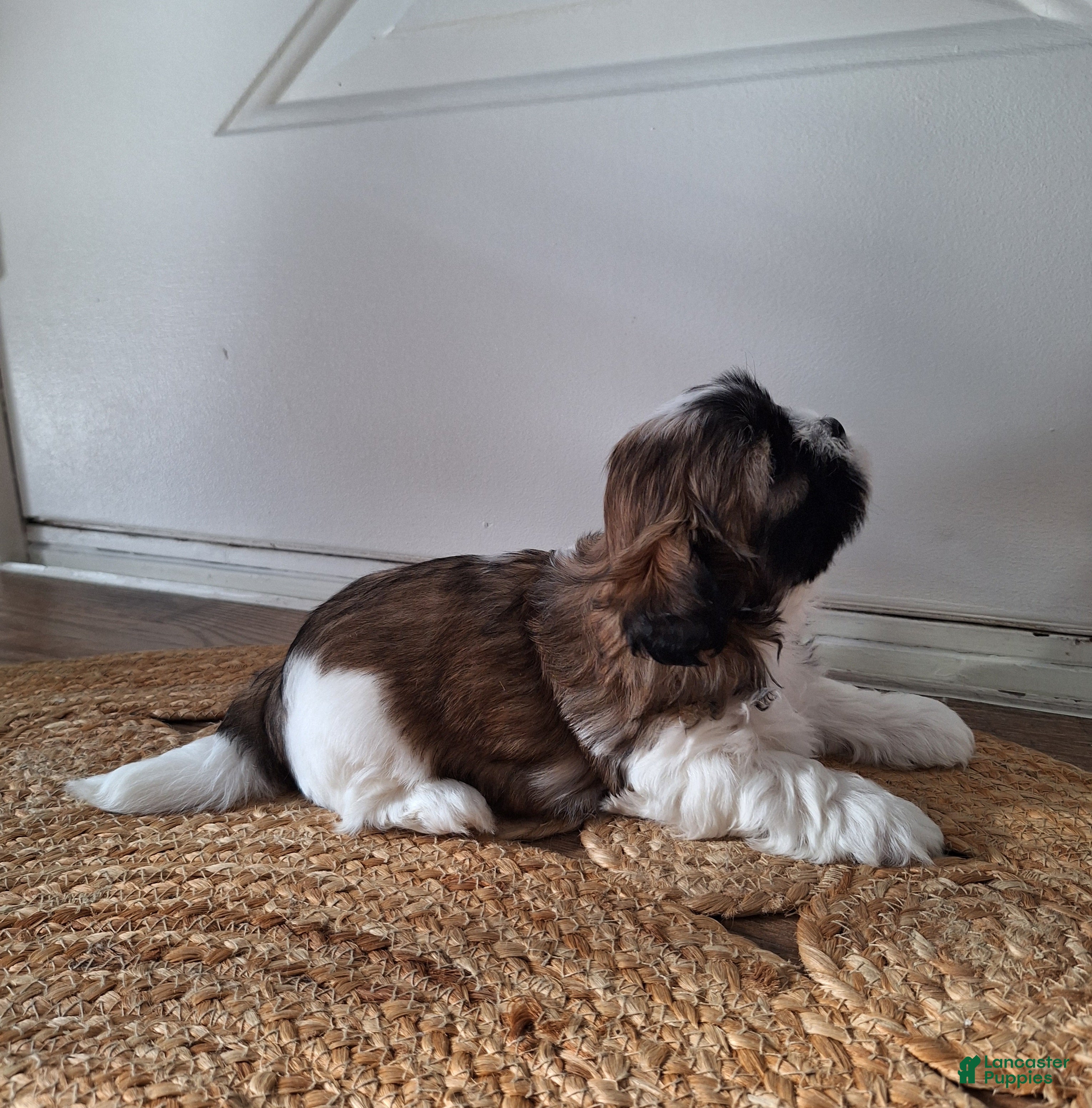 Shih Tzu dogs Sophie - Ad 2