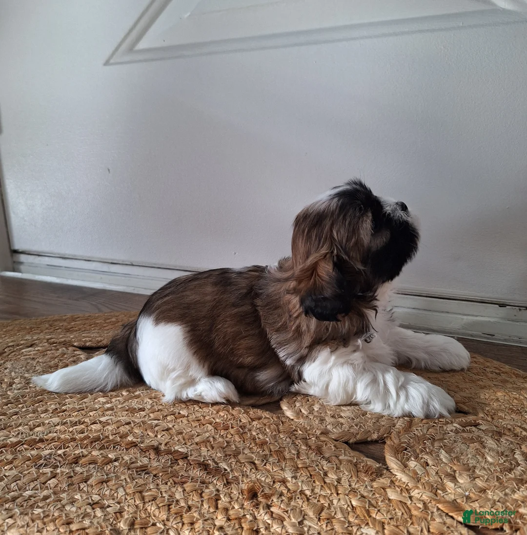 Shih Tzu dogs for sale: Sophie - Ad 2