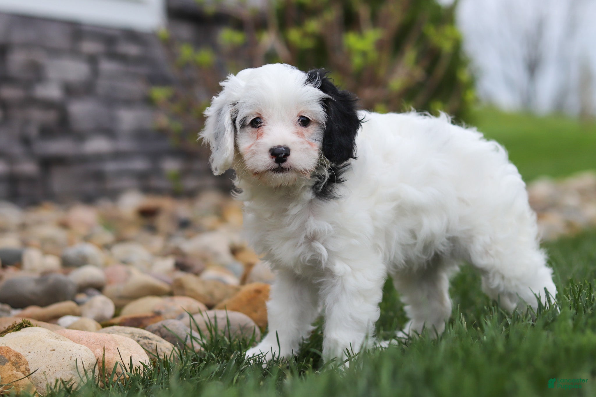 Cavapoo dogs Molly - Ad 2