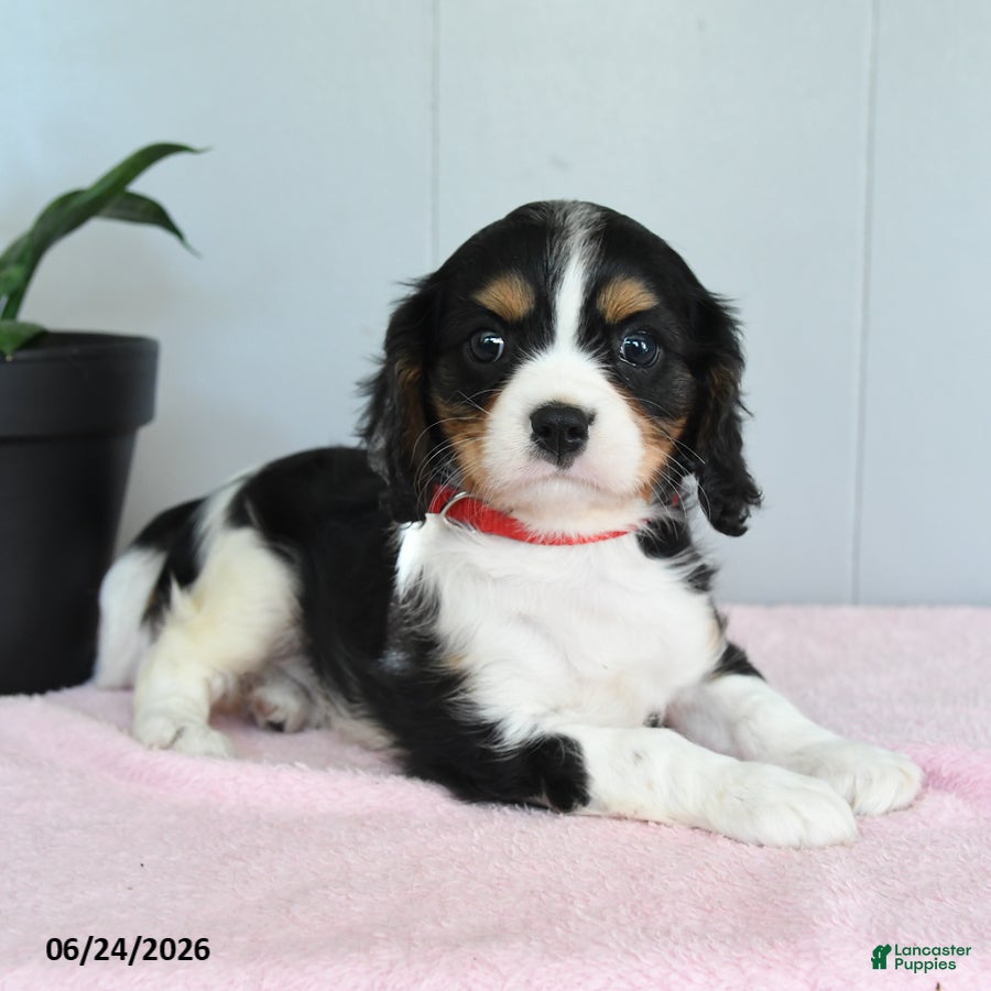 Cavalier King Charles Spaniel dogs Sunflower - Ad 1