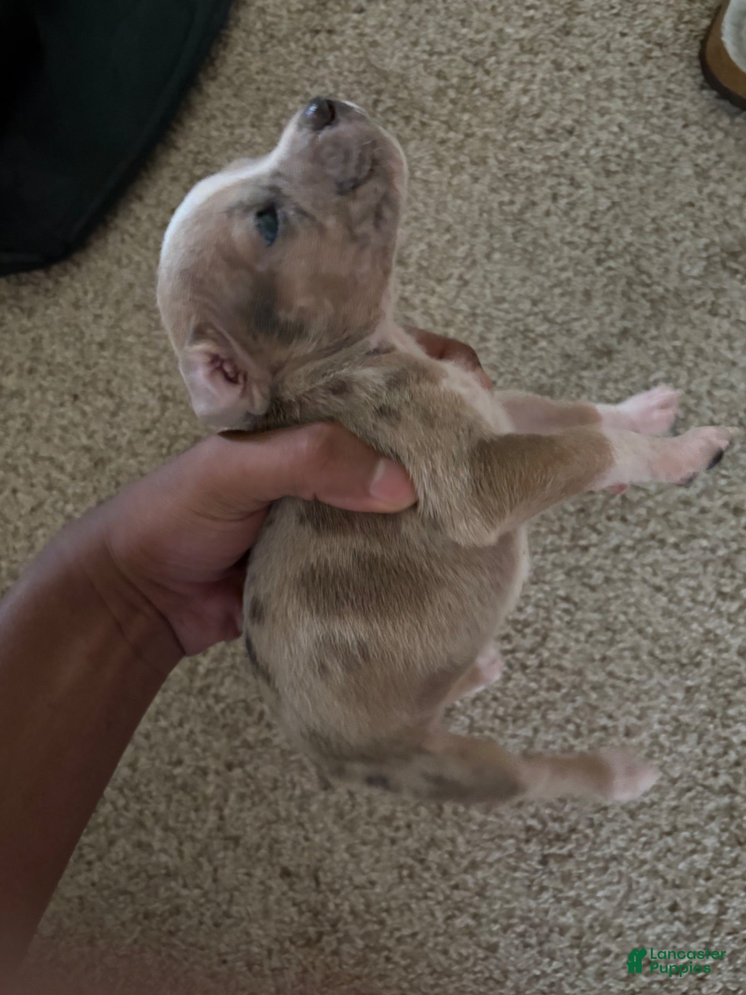 American Bully dogs American Bully 1 - Ad 35