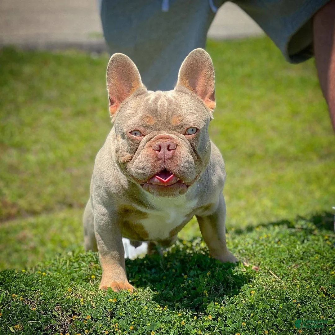 French Bulldog dogs for sale: AKC French Bulldog 💙 Blue Blaze  - Ad 15