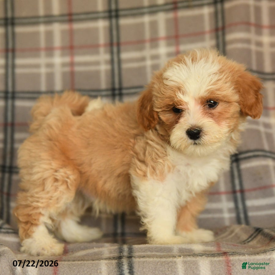 Mixed Breed dogs Uranus - Ad 2