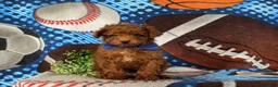 Toy Poodle dogs for sale: Cruz - Ad 10