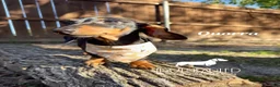 Miniature Dachshund dogs for sale: Quorra - Ad 2