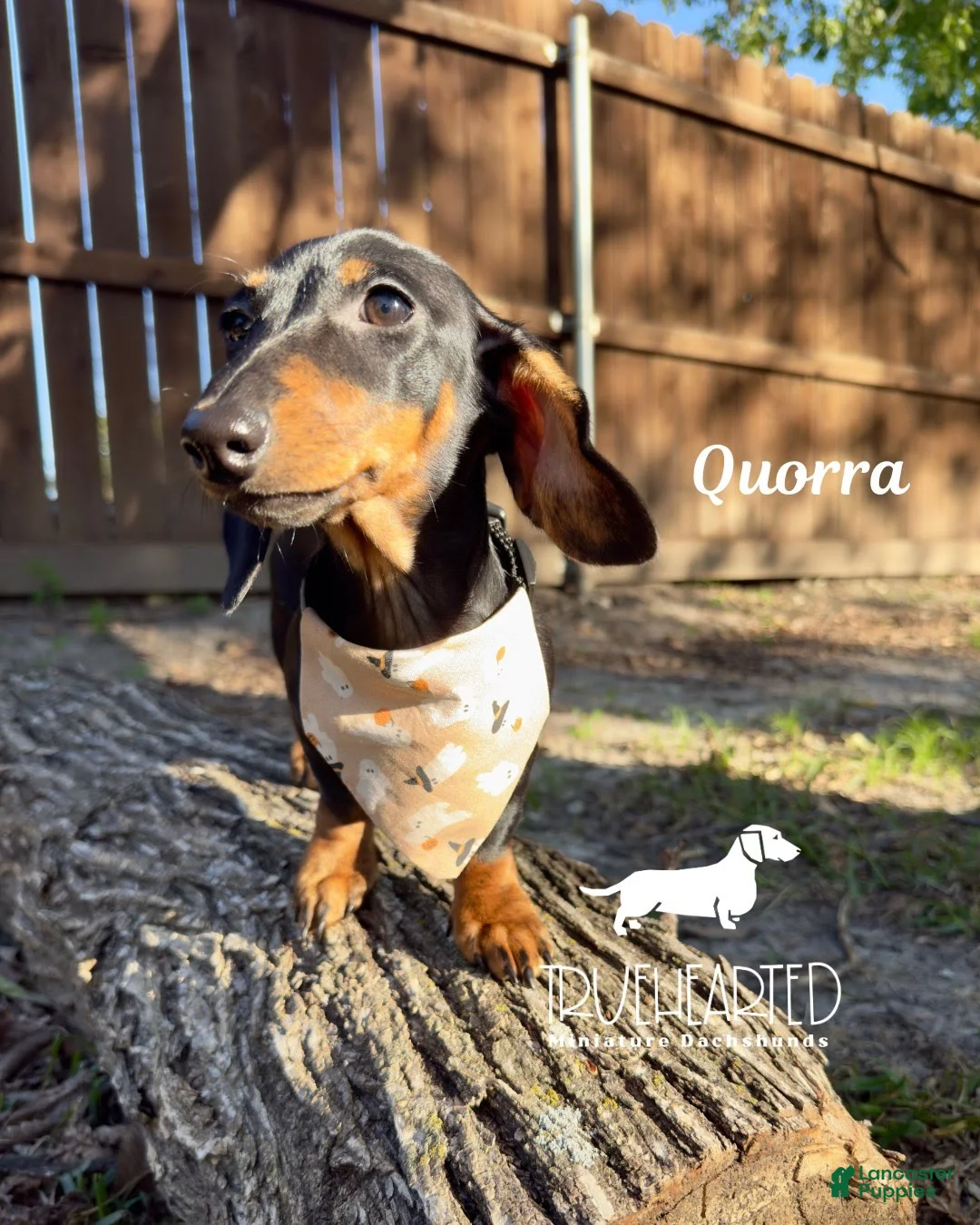 Miniature Dachshund dogs for sale: Quorra - Ad 2