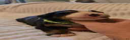 Bernese Mountain Dog dogs for sale: Bernese Mountain Dog 4 - Ad 6