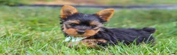 Yorkshire Terrier dogs for sale: Benji - Ad 8