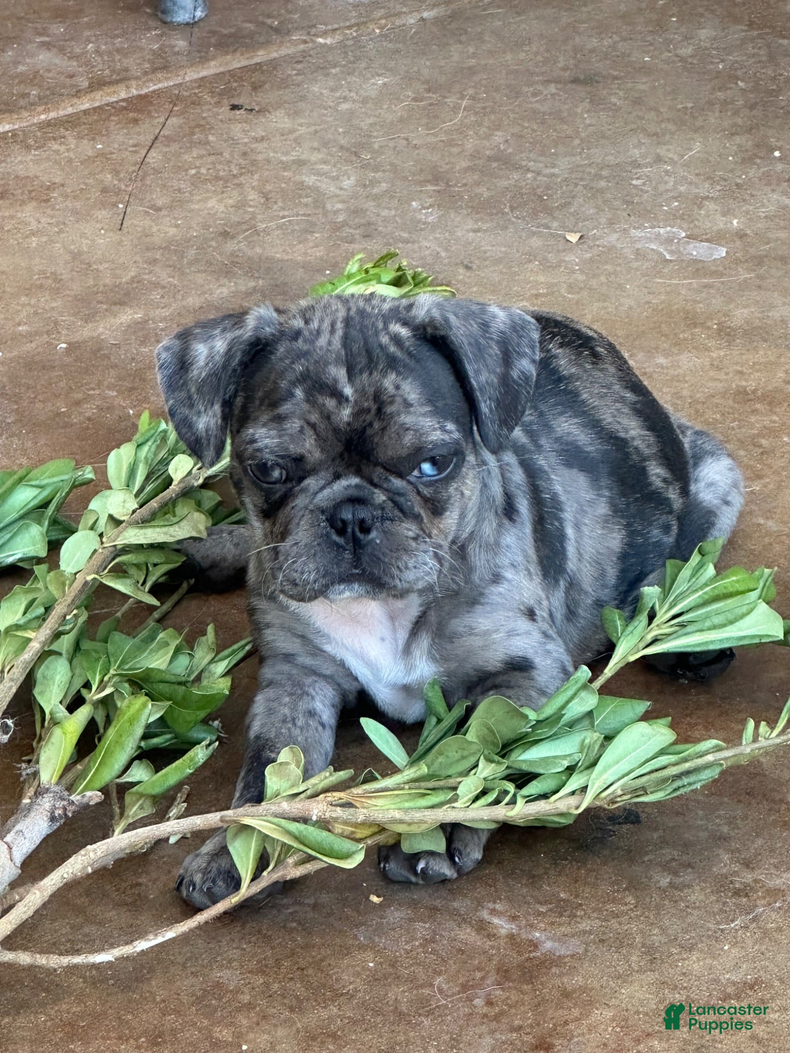 Frug dogs Frug 3 - Ad 7