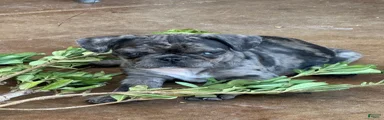 Frug 3