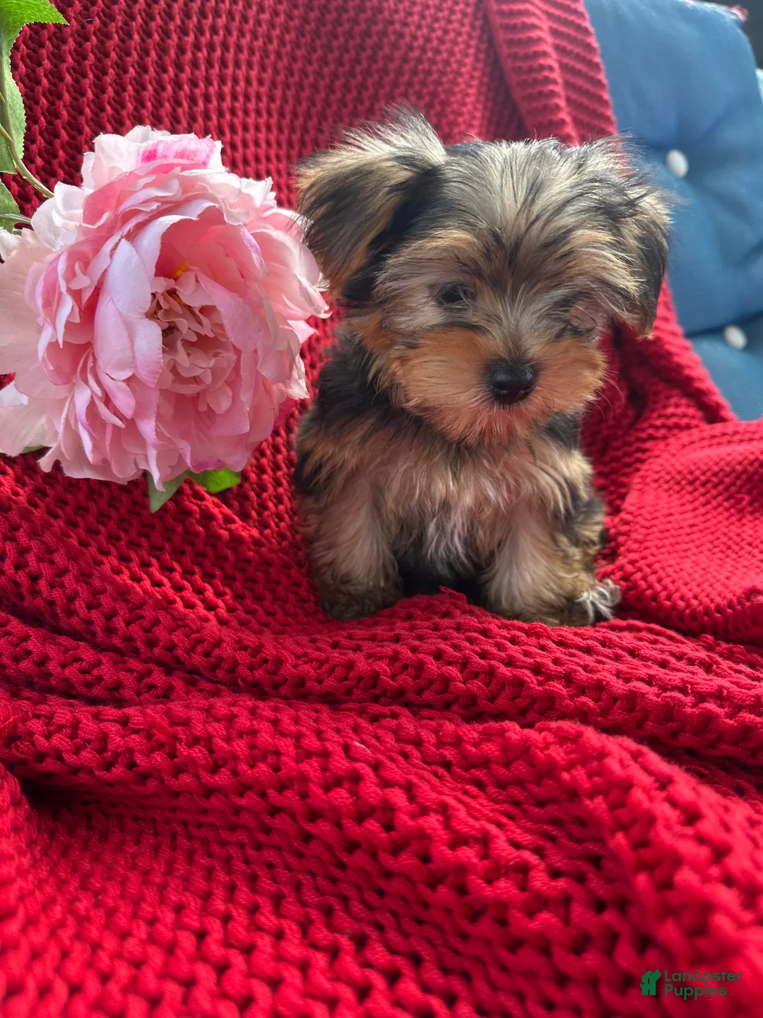 Yorkshire Terrier dogs for sale: Yorkshire Terrier Puppy 3 - Ad 2