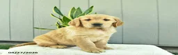 Golden Retriever dogs for sale: Mocha  - Ad 4