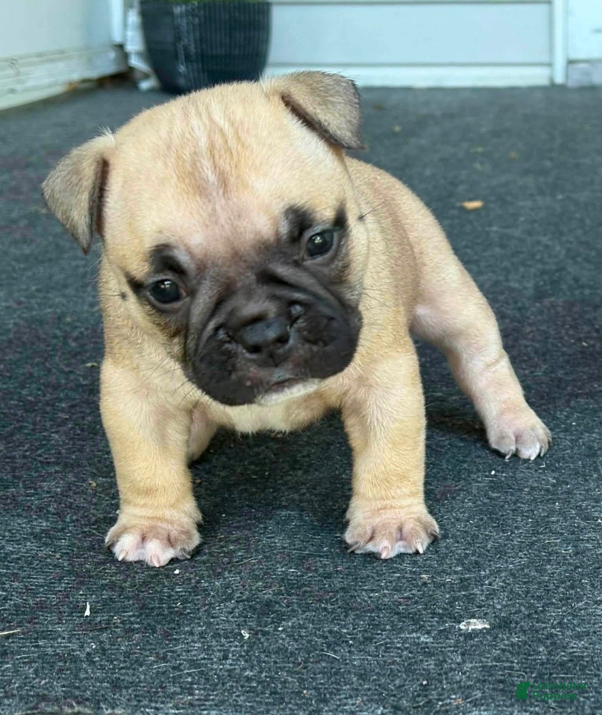 Mixed Breed dogs for sale: Royal - Ad 28