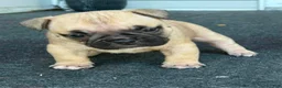 Mixed Breed dogs for sale: Royal - Ad 1