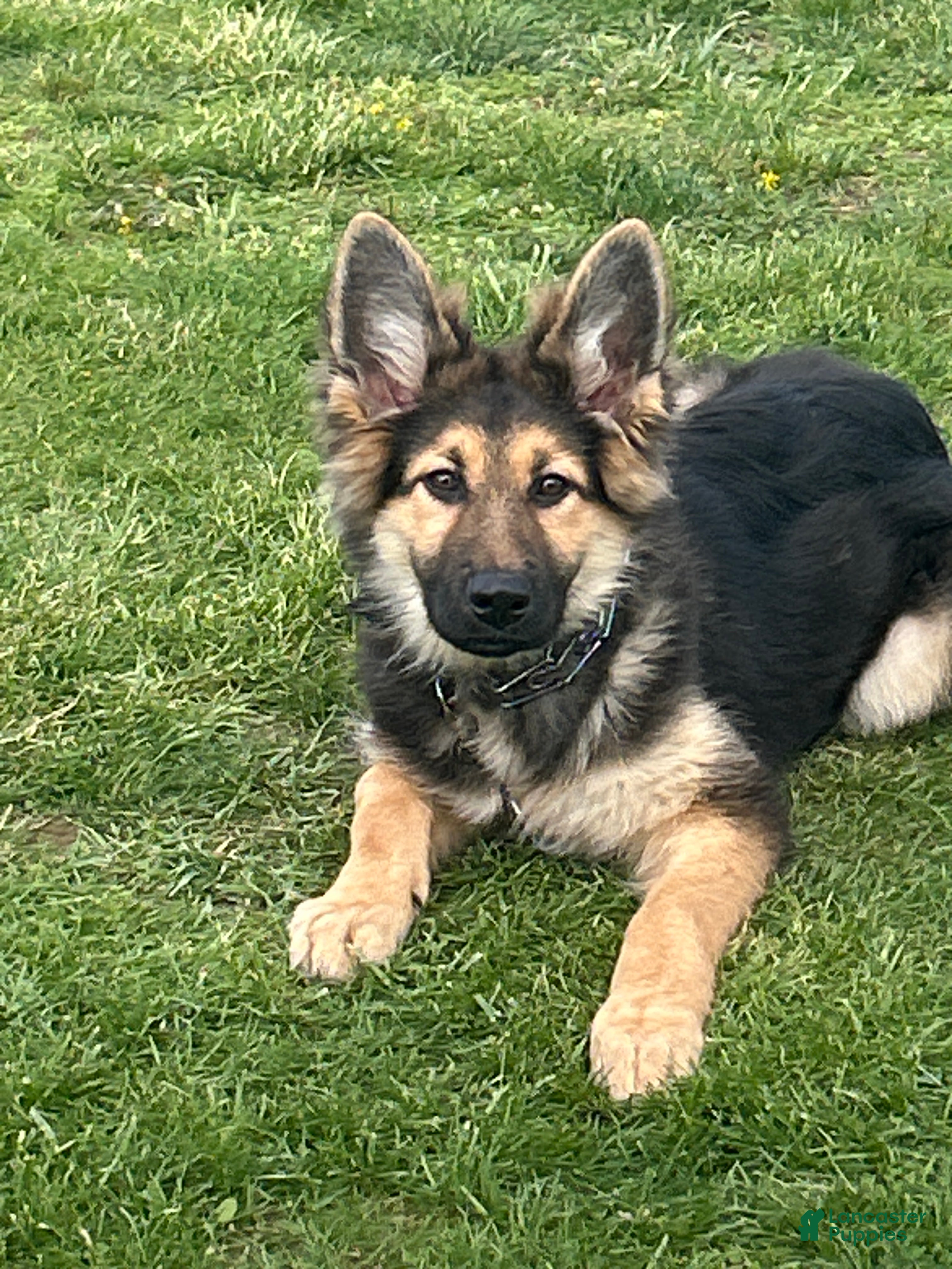 German Shepherd dogs German Shepherd Puppy 2 - Ad 1