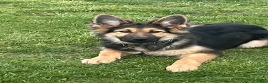 German Shepherd Puppy 2