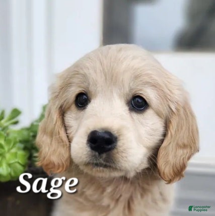 Mixed Breed dogs Sage - Ad 32
