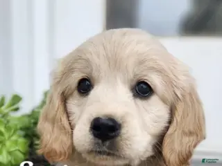 Mixed Breed dogs Sage - Ad 32