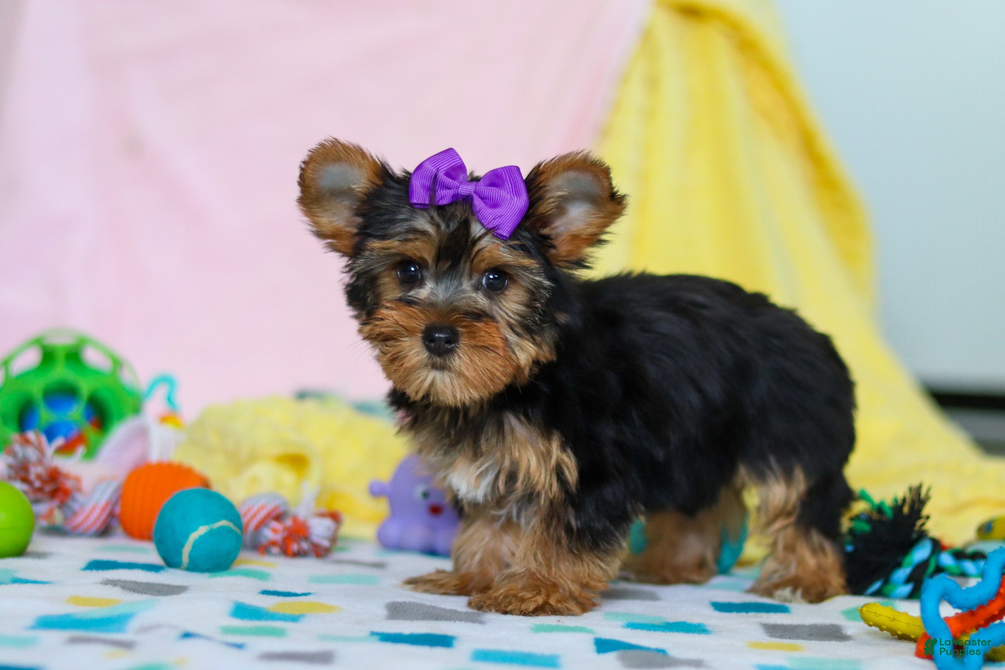 Yorkshire Terrier dogs Macie - Ad 2