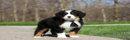 Bernese Mountain Dog dogs for sale: Zeke - Ad 7