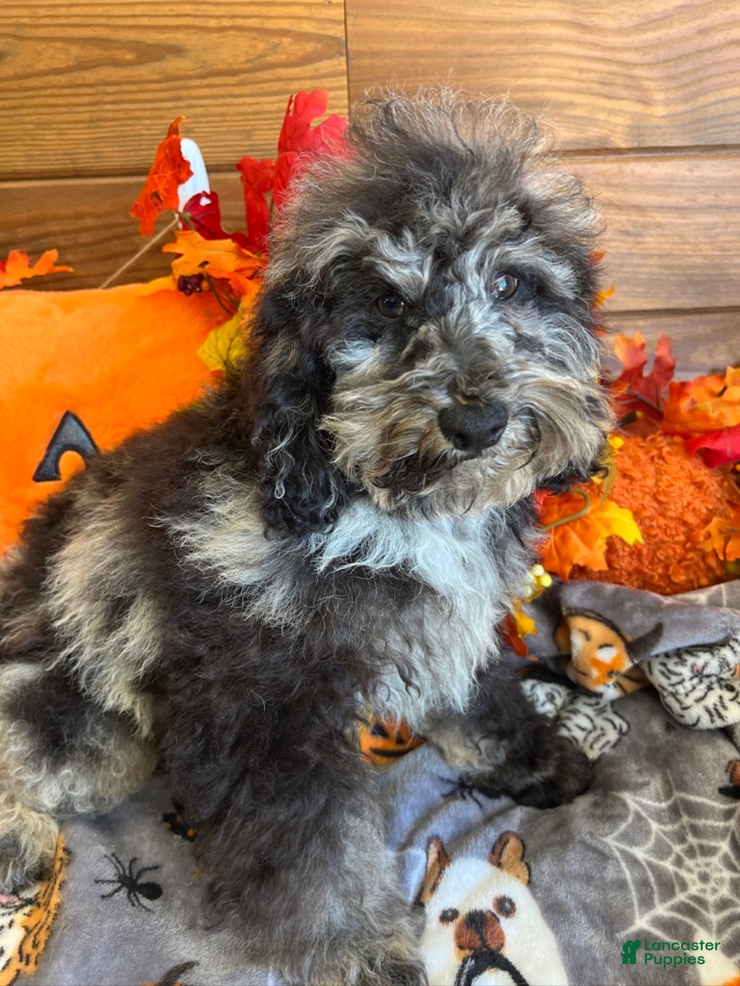 Cockapoo dogs for sale: Brock - Ad 1