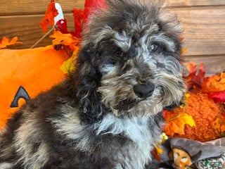 Cockapoo dogs Brock - Ad 12