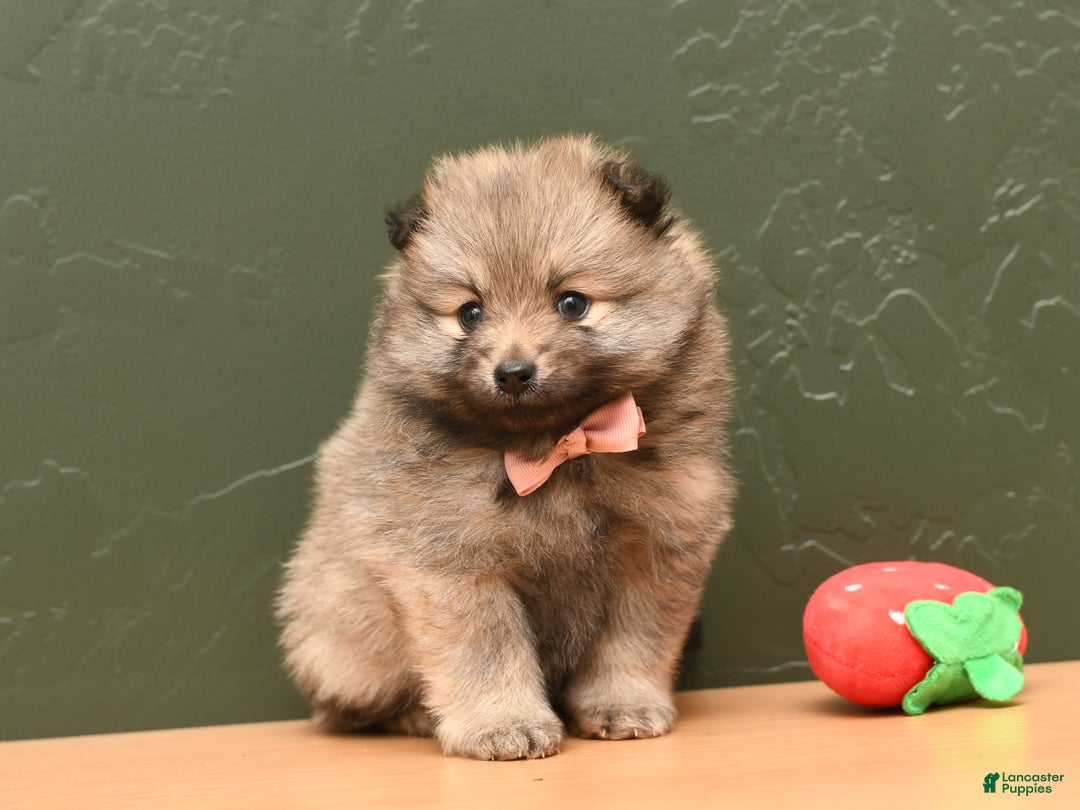 Pomeranian dogs for sale: Calli - Ad 7