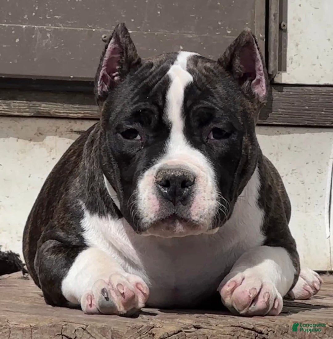 American Bully dogs for sale: Brenda - Ad 2