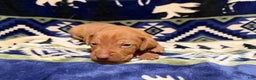 Vizsla dogs for sale: Vizsla Male 3 - Ad 1