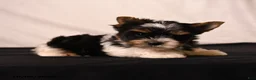 Biewer Terrier dogs for sale: Pixie - Ad 3