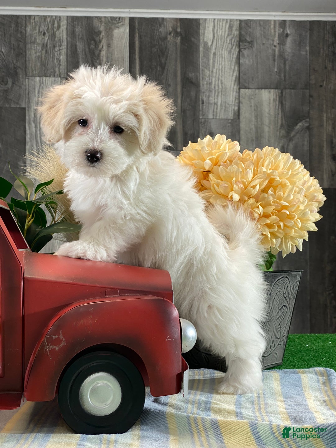 Mixed Breed dogs for sale: Ava - Ad 3