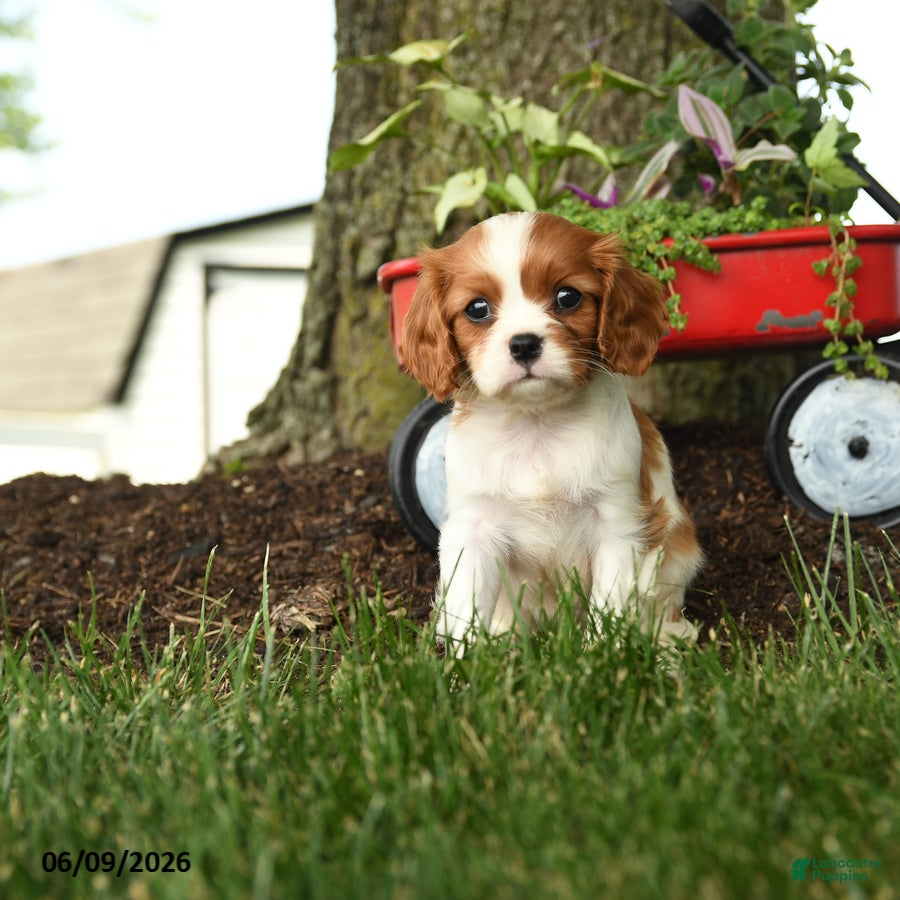 Cavalier King Charles Spaniel dogs Mariah - Ad 2