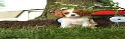 Cavalier King Charles Spaniel dogs for sale: Mariah - Ad 2