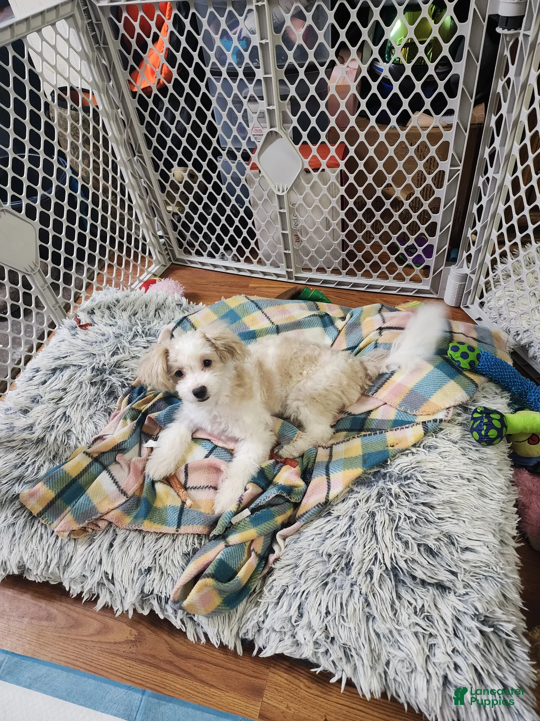 Pomapoo dogs for sale: Chole - Ad 4