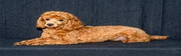 Maltipoo dogs for sale: Will - Ad 9