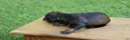 Miniature Dachshund dogs for sale: Mini Dachshund: Eric - Ad 7